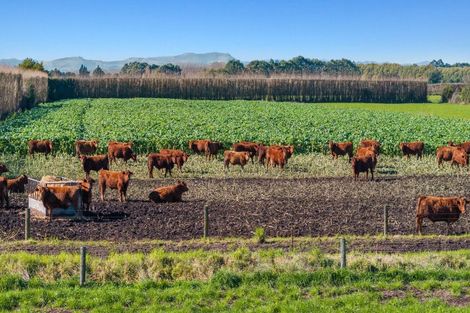 Photo of property in 117 Swamp Road, Springston, Christchurch, 7677