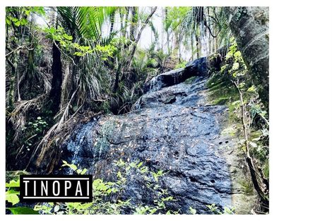 Photo of property in 1509 Tinopai Road, Tinopai, Matakohe, 0593