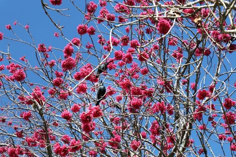 Photo of property in 154 Waipipi Wharf Road, Pollok, Waiuku, 2683
