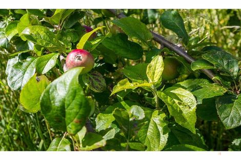 Photo of property in 407 Elephant Hill Road, Waihao Downs, Waimate, 7977