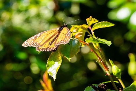 Photo of property in 5 Monarch Drive, Robinsons Bay, Akaroa, 7581