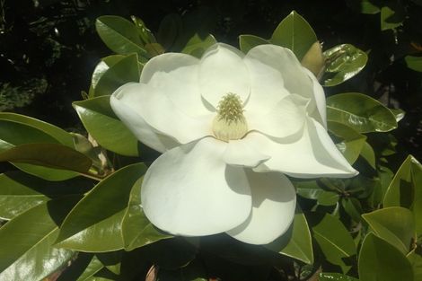 Photo of property in 62 Kuratawhiti Street, Greytown, 5712