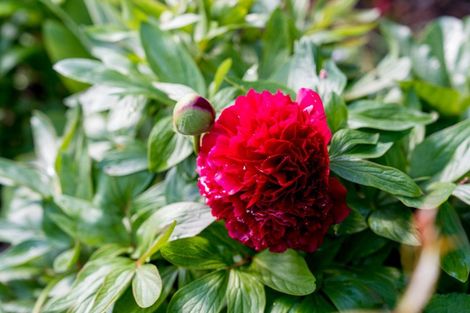 Photo of property in 59 Isadore Road, Saint Clair, Dunedin, 9012