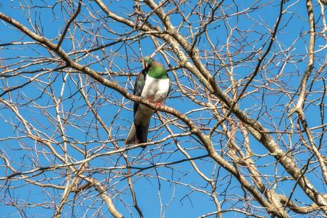 Photo of property in 289 Waitaha Road, Welcome Bay, Tauranga, 3112