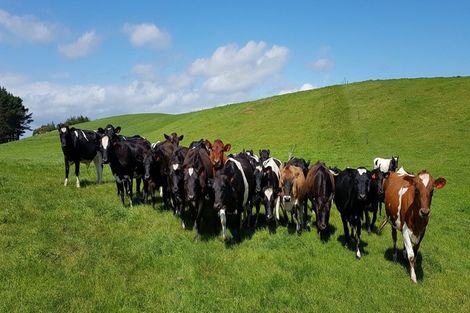 Photo of property in 110a Colville Road, Dargaville, 0371