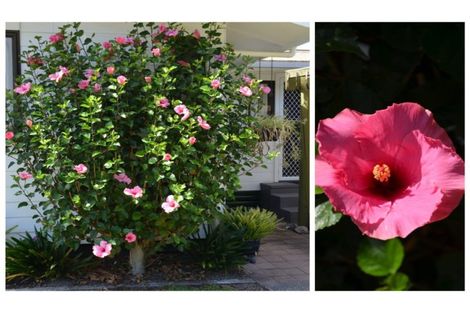 Photo of property in 6 Fraser Street, Kawerau, 3127