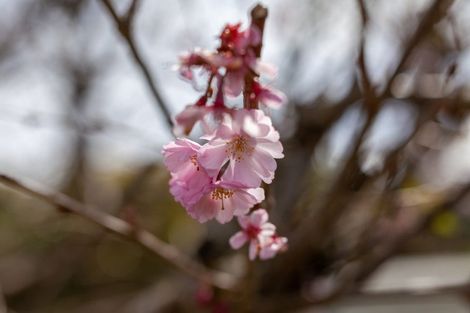 Photo of property in 33 Gandalf Crescent, Paraparaumu, 5032