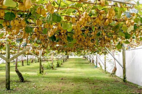 Photo of property in 93 Te Puna Quarry Road, Minden, Tauranga, 3179