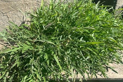 Photo of property in 77 Todman Street, Brooklyn, Wellington, 6021