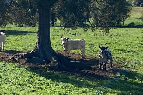 Photo of property in 305 Waitetuna Valley Road, Waitetuna, Raglan, 3295