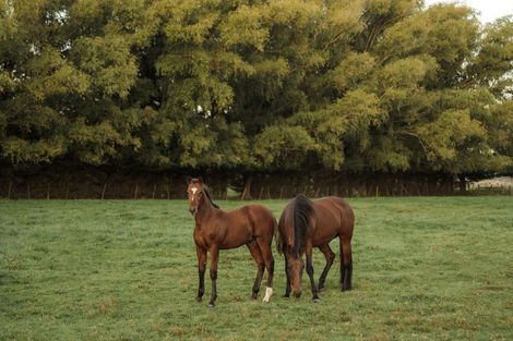 Photo of property in 78 Skewbridge Road, Flaxton, Kaiapoi, 7691