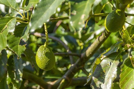 Photo of property in 111 Ngarara Road, Waikanae, 5036