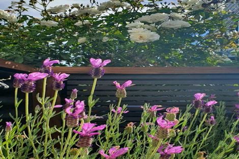 Photo of property in 31 Puriri Terrace, Roslyn, Palmerston North, 4414