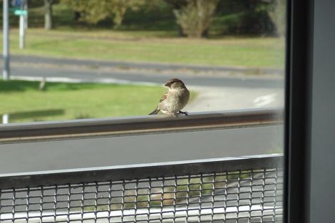 Photo of property in Albany Central, 16a/210 Dairy Flat Highway, Albany, Auckland, 0632