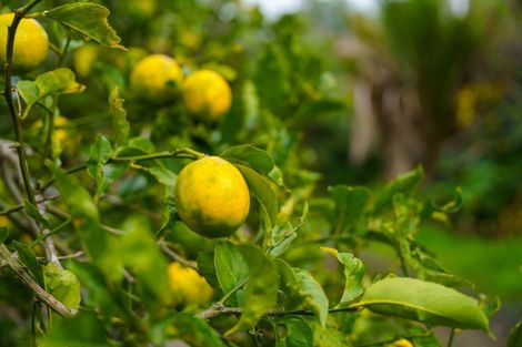 Photo of property in 173b Tara Road, Mangawhai, 0573