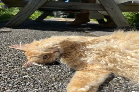 Photo of property in 182 Hanson Street, Newtown, Wellington, 6021