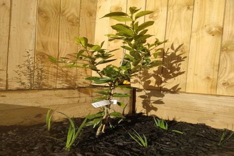 Photo of property in 14 Papai Lane, Massey, 0614