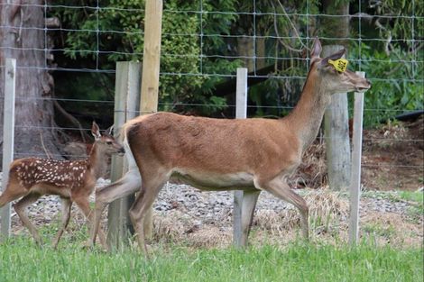 Photo of property in 1394 No 3 Road, Te Puke, 3183