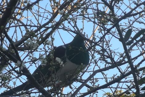 Photo of property in 41 Cleland Crescent, Naenae, Lower Hutt, 5011