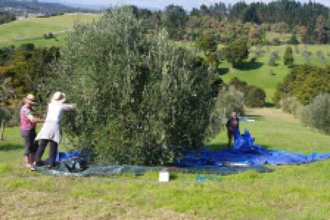 Photo of property in 84 Robert Hastie Drive, Mangawhai, 0573