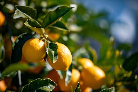 Photo of property in 3 Dalton Crescent, Dinsdale, Hamilton, 3204