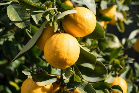 Photo of property in 101 Kaiwara Street, Hoon Hay, Christchurch, 8025