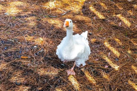 Photo of property in 2162 State Highway 16, Helensville, 0875