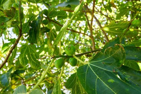 Photo of property in 33 Sheffield Street, Awapuni, Palmerston North, 4412