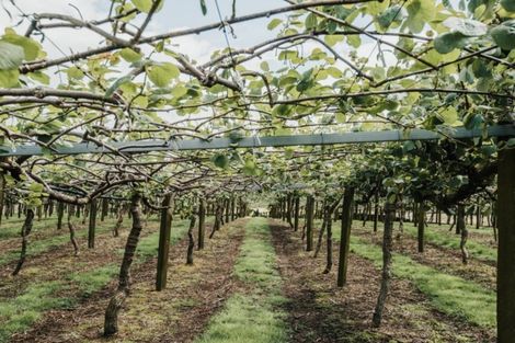 Photo of property in 568 Te Puke Highway, Te Puke, 3187