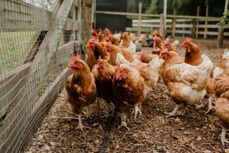 Photo of property in 728 No 1 Road, Te Puke, 3182