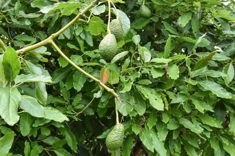 Photo of property in 159 Old Wairoa Road, Papakura, 2110