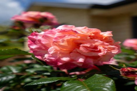 Photo of property in 63 Grosvenor Street, Cambridge, 3434