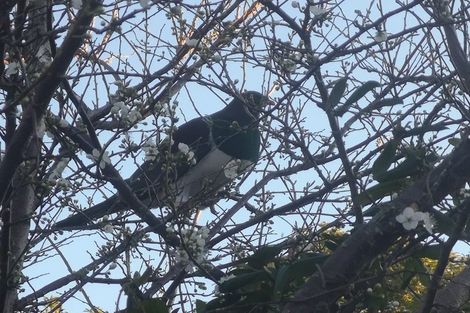 Photo of property in 41 Cleland Crescent, Naenae, Lower Hutt, 5011