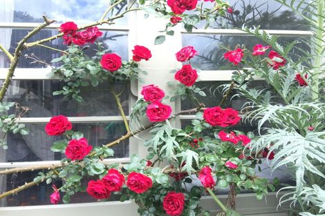 Photo of property in 62 Kuratawhiti Street, Greytown, 5712