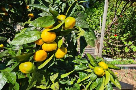 Photo of property in 395b Driving Creek Road, Coromandel, 3506
