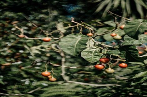 Photo of property in 269 Kaipara Road, Papakura, 2582