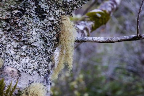 Photo of property in 754 Rutherglen Road, Marsden, Greymouth, 7872