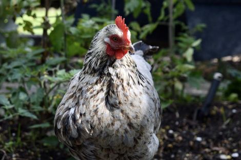 Photo of property in 54 Brougham Street, Westport, 7825