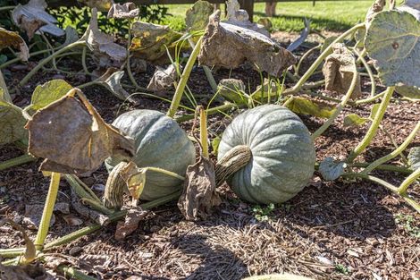 Photo of property in 319b Rotowaro Road, Huntly, 3771