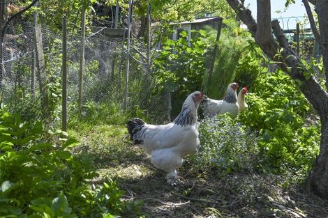 Photo of property in 571 Lyndhurst Road, Frimley, Hastings, 4120