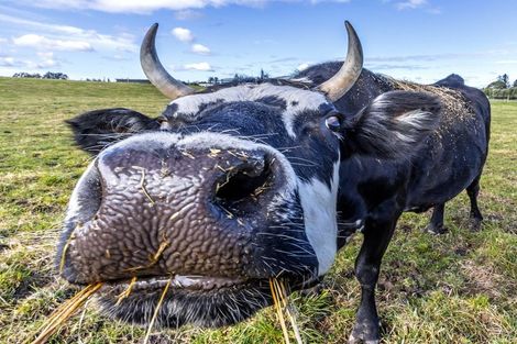 Photo of property in 18 Ellmers Street, Woodend, 7691