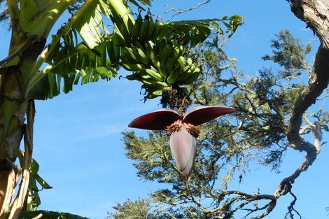 Photo of property in 29 Onedin Place, Titirangi, Auckland, 0604