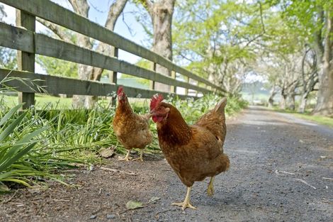 Photo of property in 73 Massey Road, Rotoorangi, Cambridge, 3495