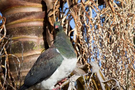 Photo of property in 26 Pipitea Place, Massey, Auckland, 0614