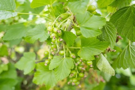 Photo of property in 52 Gladstone Road, Woodend, 7610