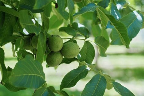 Photo of property in 480 Rattletrack Road, Rolleston, Christchurch, 7674