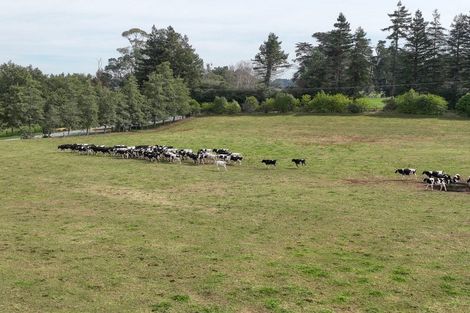 Photo of property in 59 Parallel Road, Cambridge, 3495