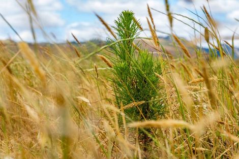 Photo of property in 463 Gull Flat Road, Kereru, Hastings, 4171