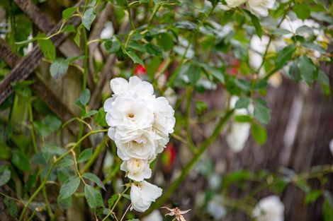 Photo of property in 2 Heron Court, Te Kowhai, Hamilton, 3288