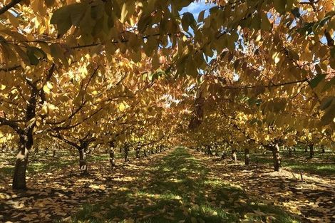 Photo of property in 66 Gladsmuir Road, Queensberry, Cromwell, 9383